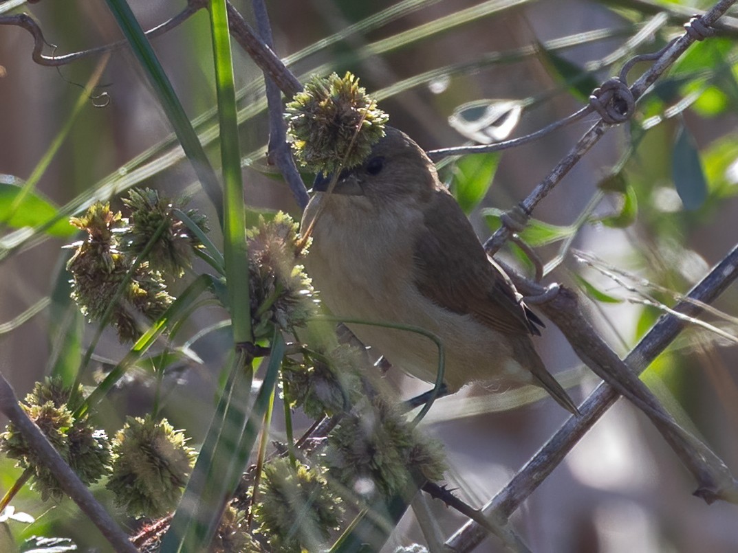 シマキンパラ - ML646493159