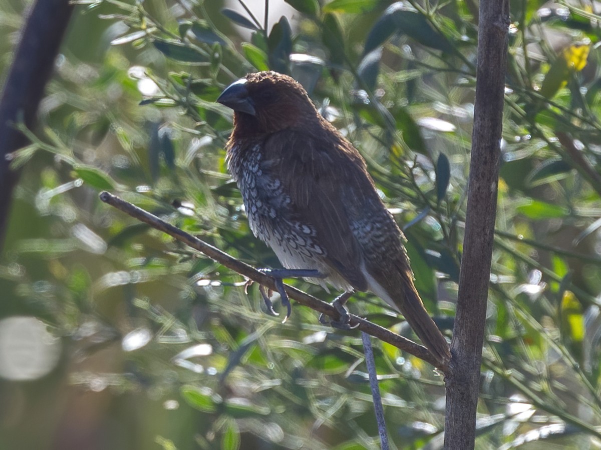 シマキンパラ - ML646493160