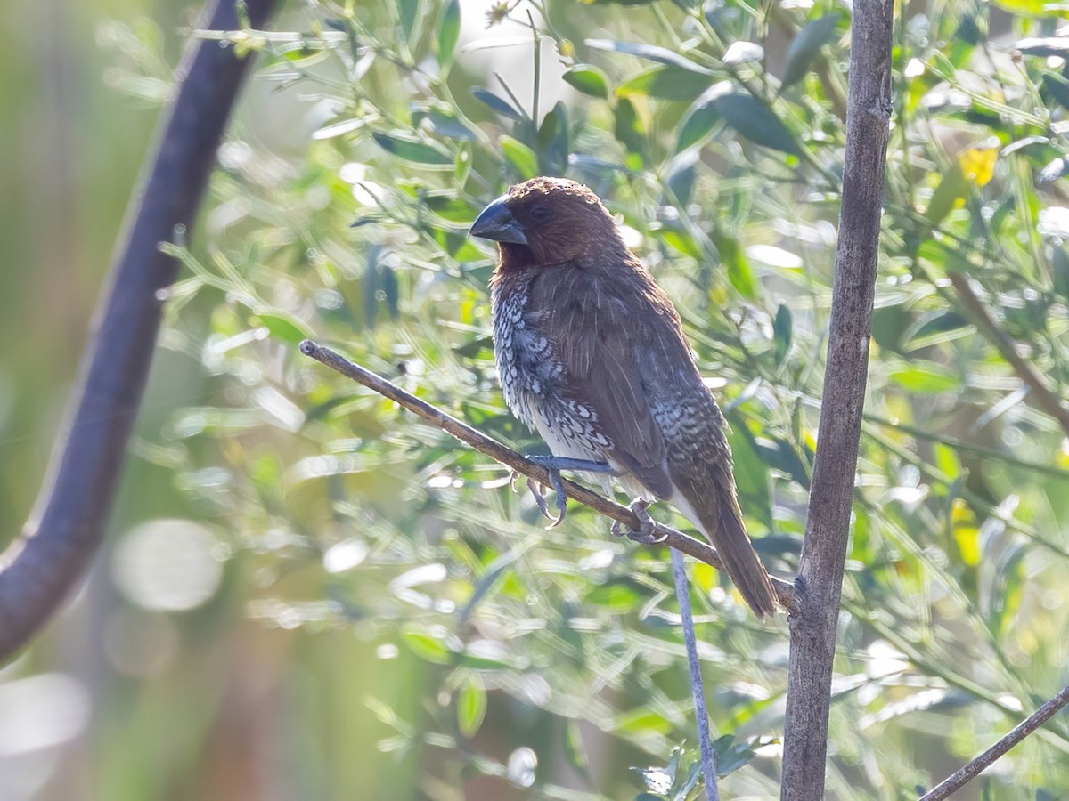 シマキンパラ - ML646493161