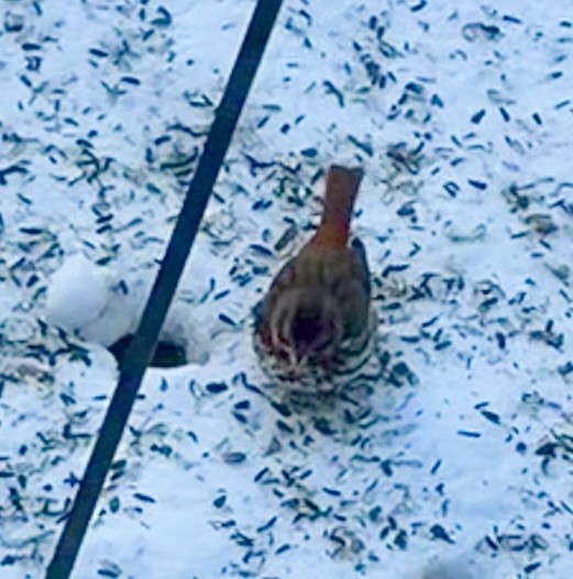 Fox Sparrow - ML646493163