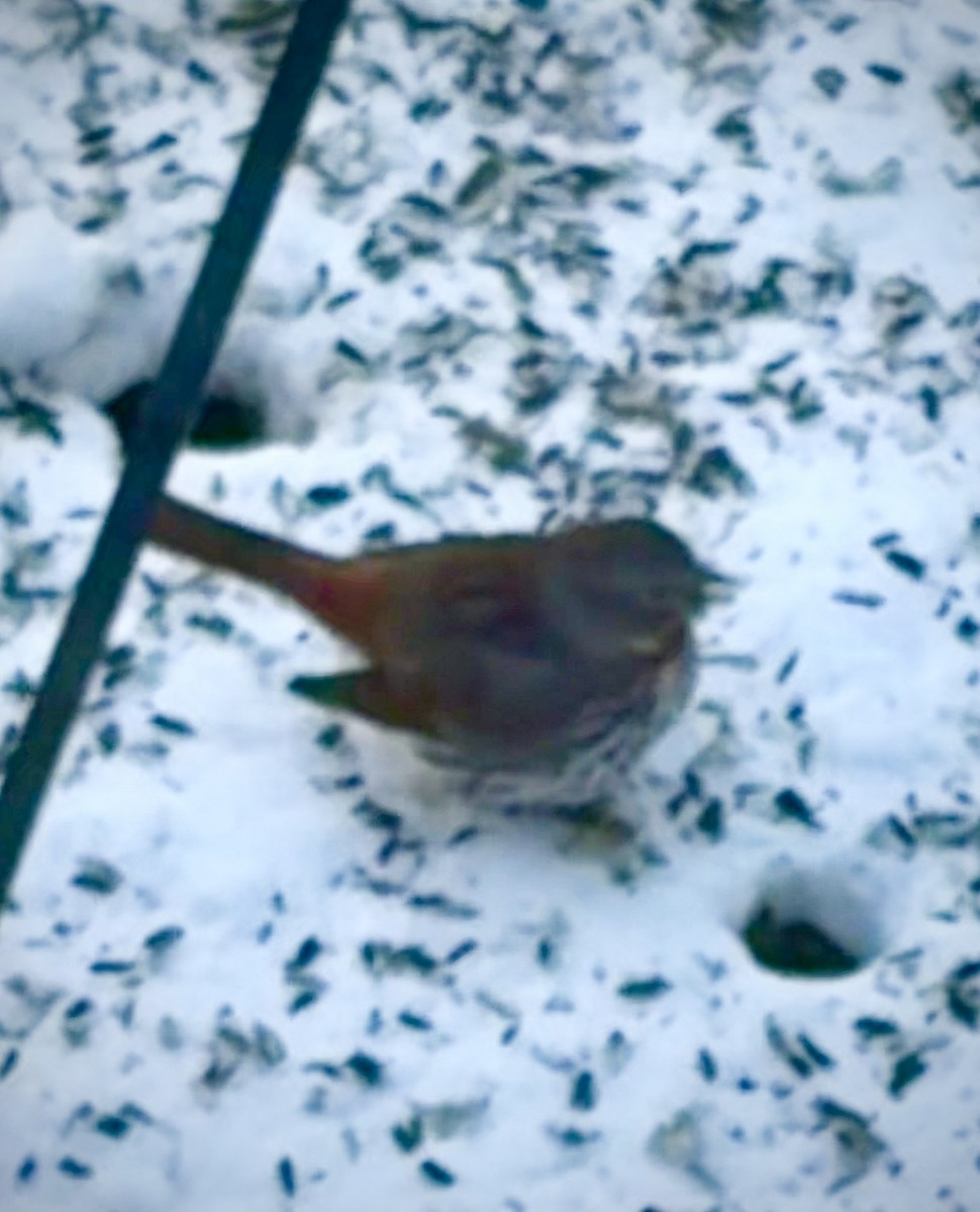 Fox Sparrow - ML646493164