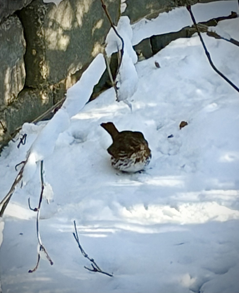 Fox Sparrow - ML646493165