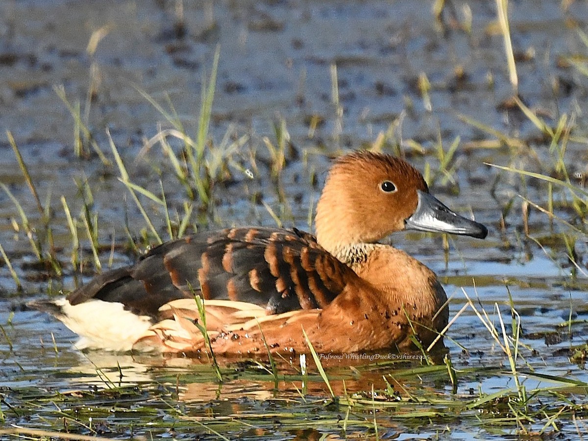 Fulvous Whistling-Duck - ML646493166