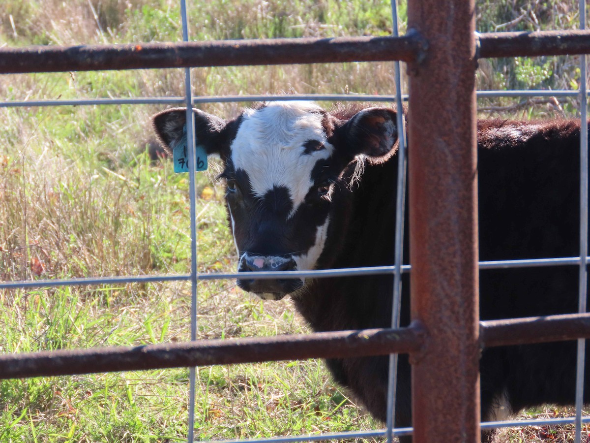 Animals - ML646493169