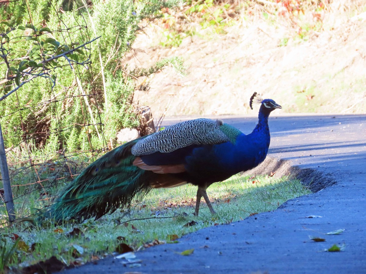 Animals - ML646493170