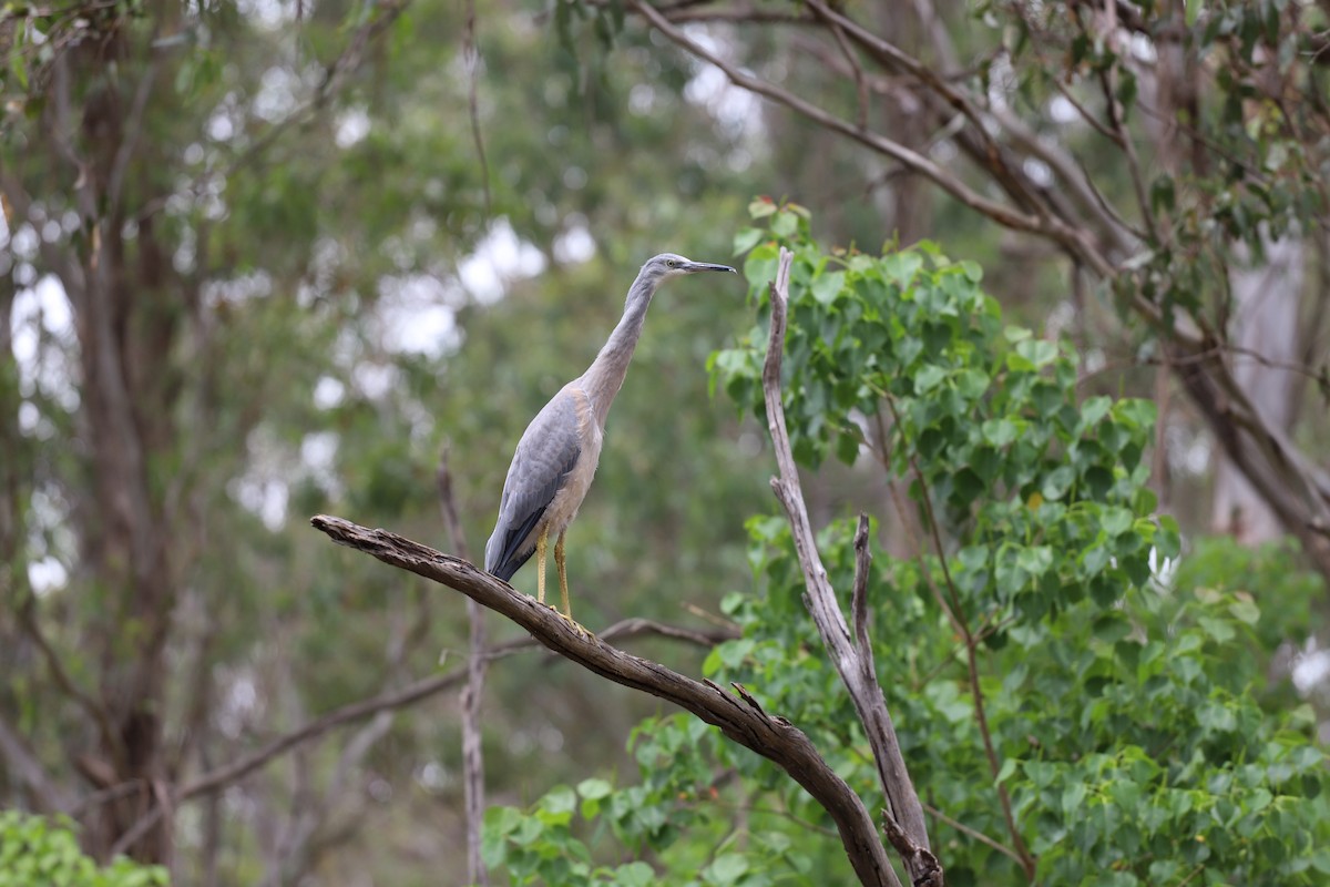 White-faced Heron - ML646493171