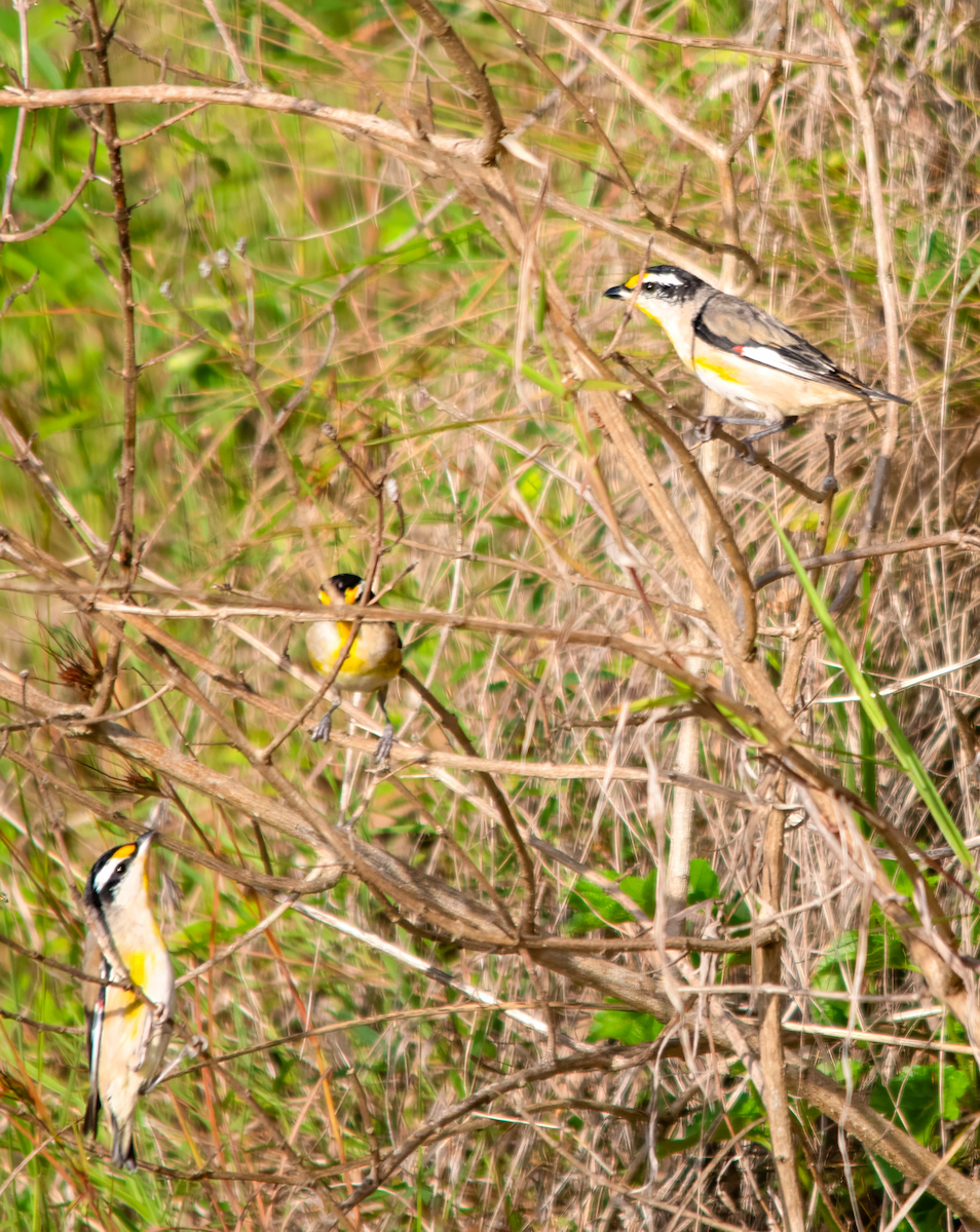 キボシホウセキドリ - ML646493175