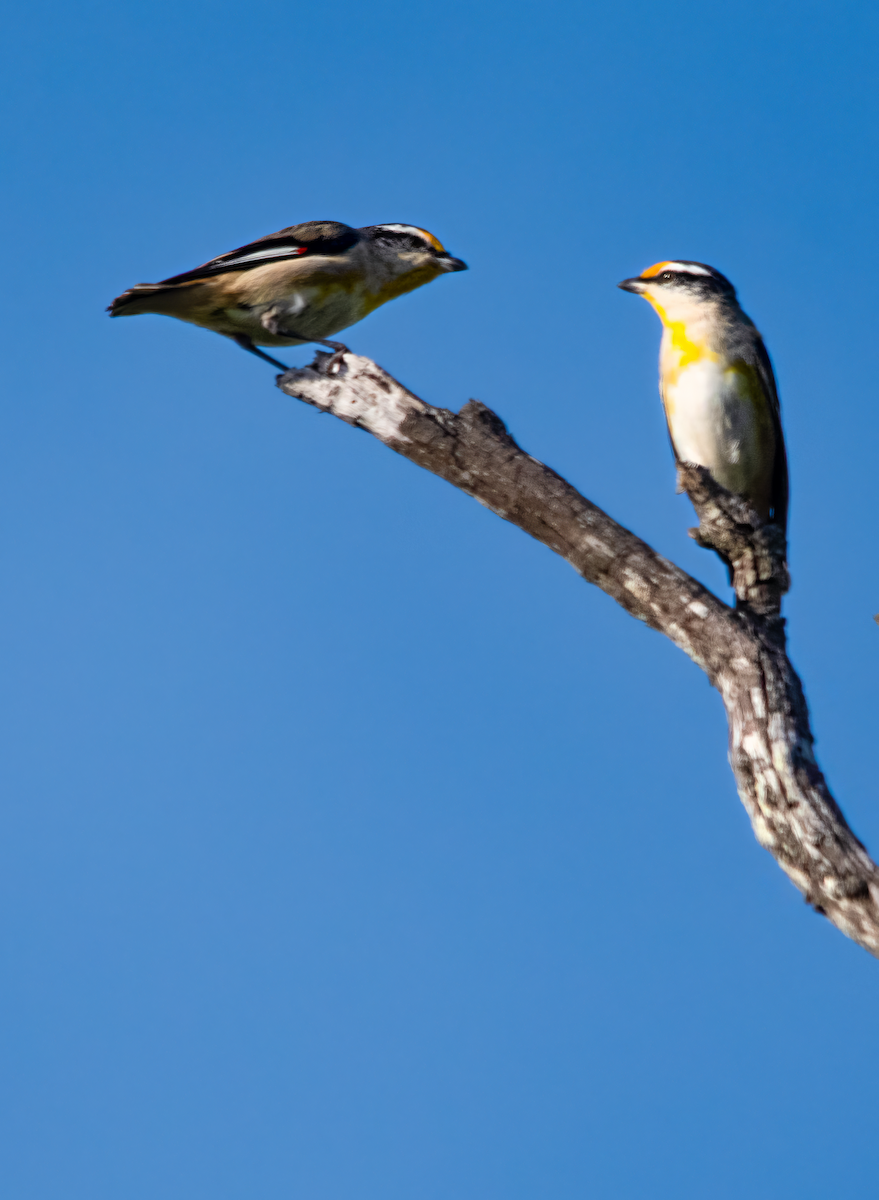 キボシホウセキドリ - ML646493176