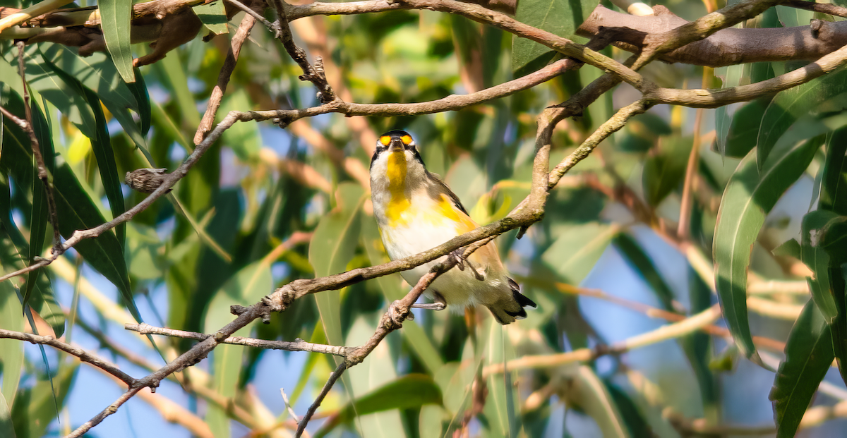 キボシホウセキドリ - ML646493178