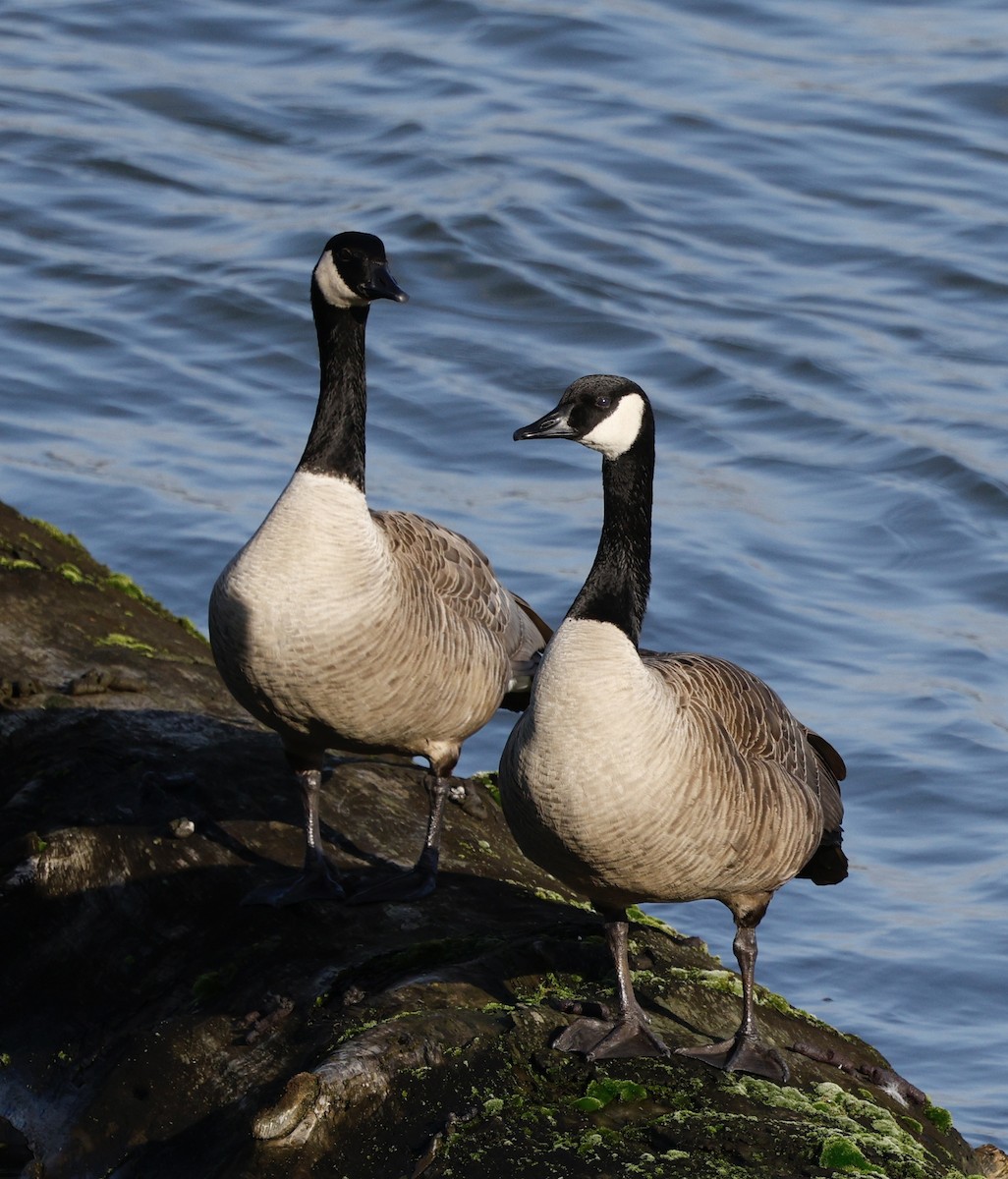 kanadagås - ML646493180