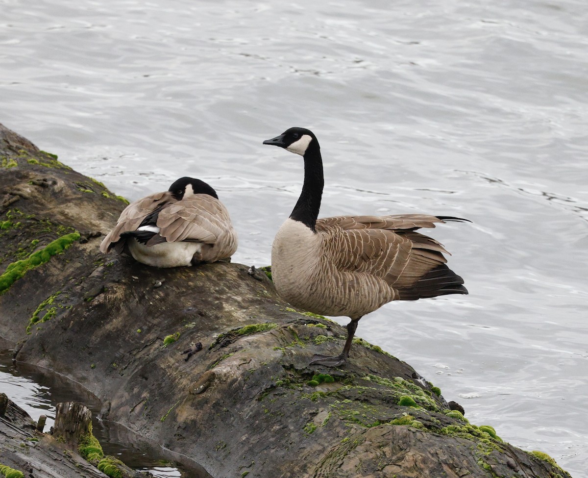 kanadagås - ML646493181