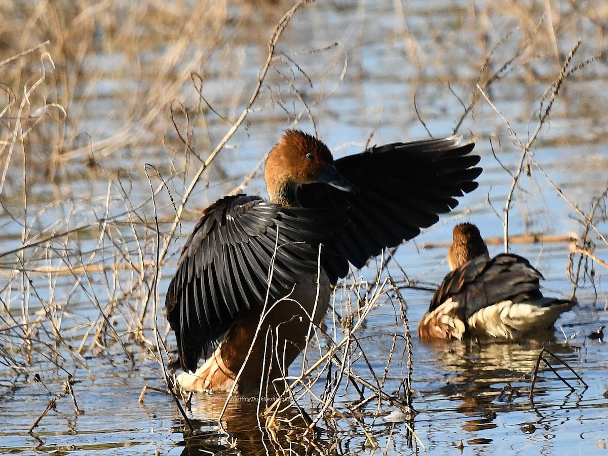 Fulvous Whistling-Duck - ML646493184