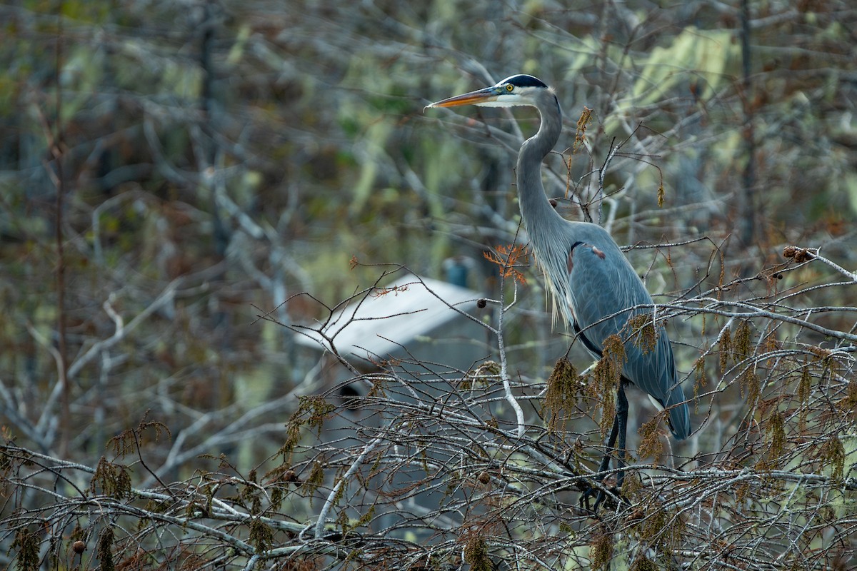 Amerika Gri Balıkçılı - ML646493188
