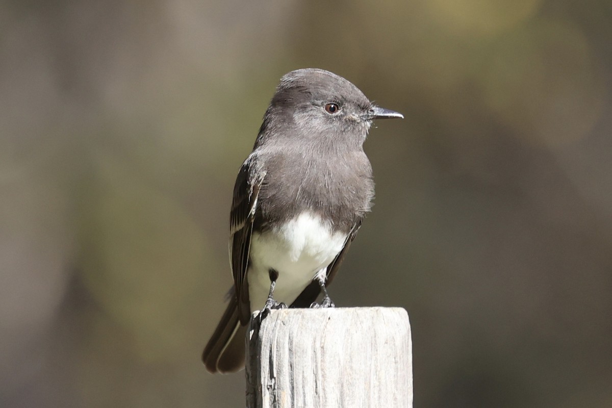 Black Phoebe - ML646493190