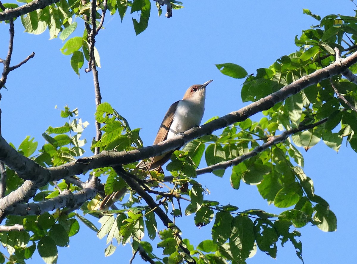 Black-billed Cuckoo - ML64649321