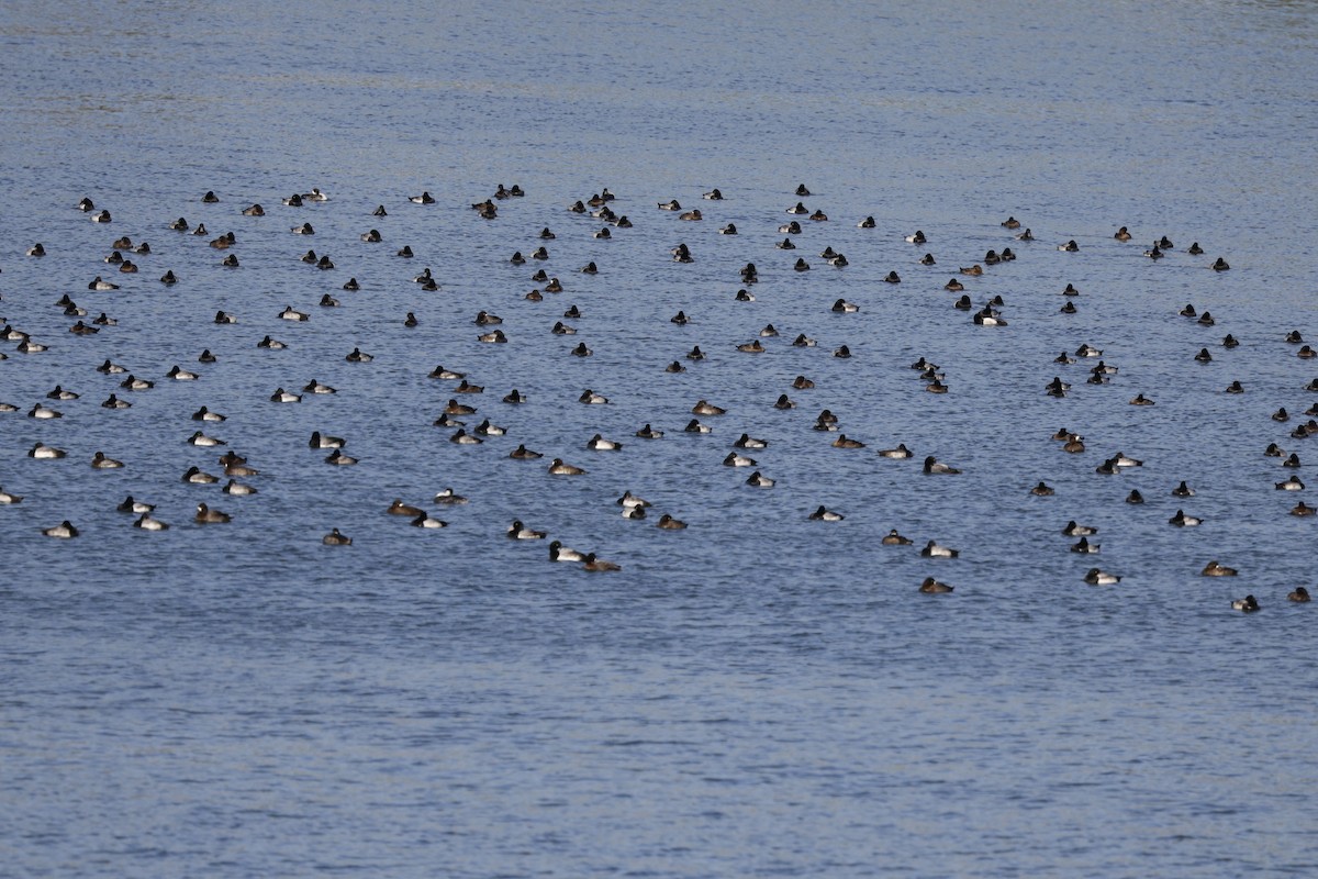 Greater Scaup - ML646493215