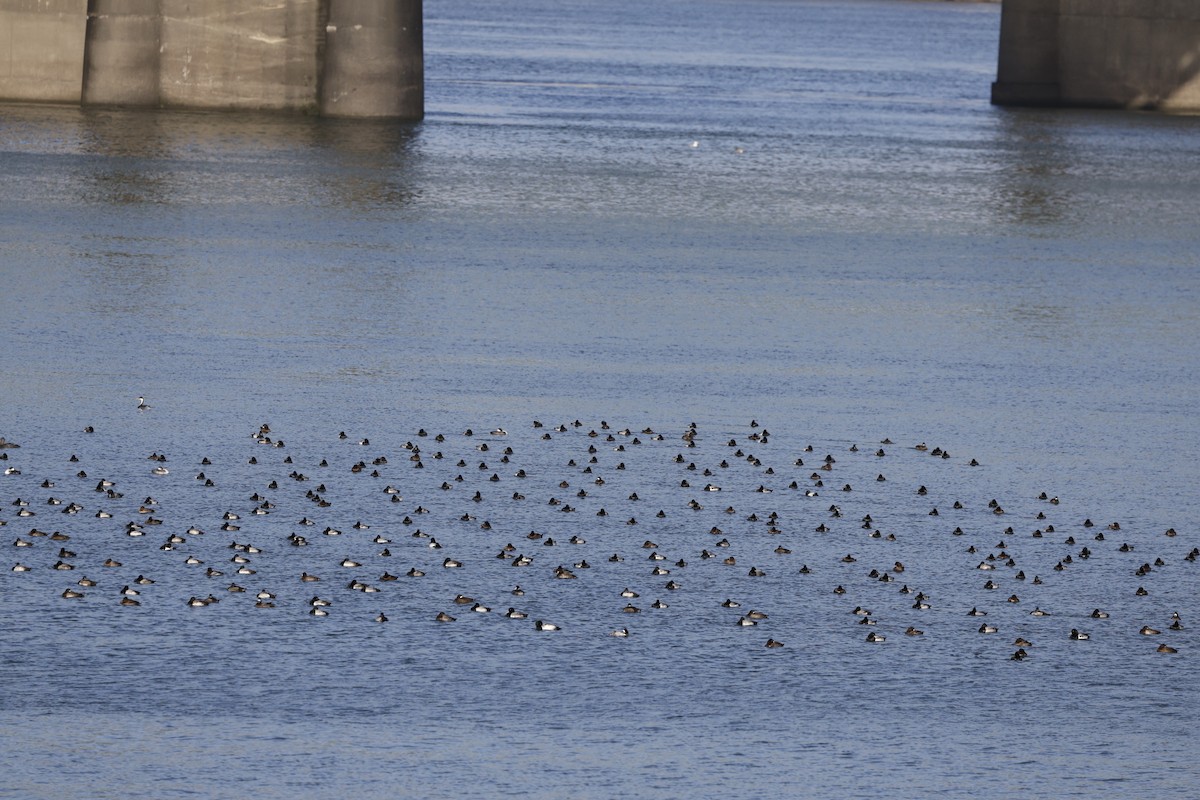 Greater Scaup - ML646493216