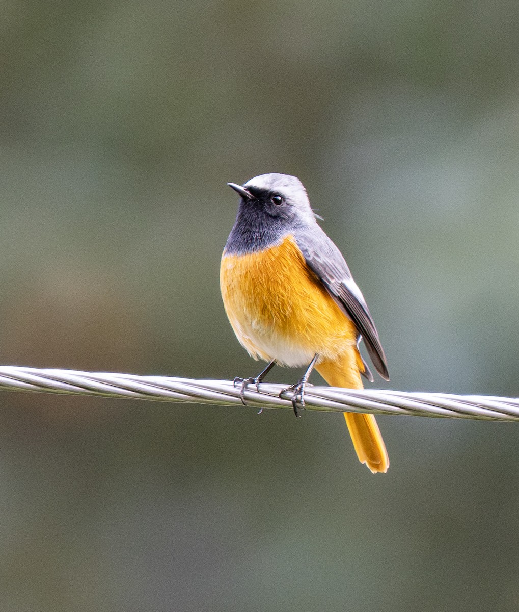 Hodgson's Redstart - ML646493218