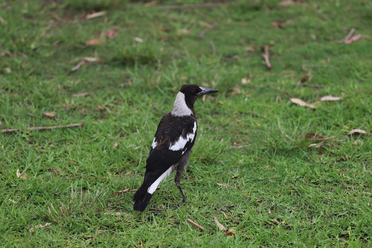Australian Magpie - ML646493231