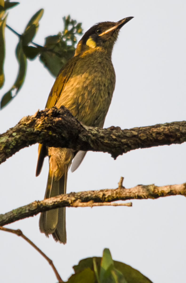 キミミミツスイ - ML646493232