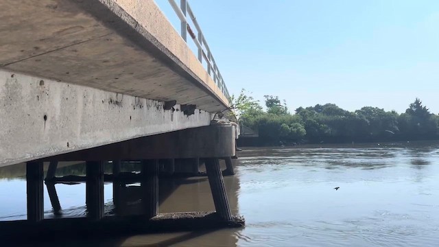 Белолобая ласточка - ML646493243