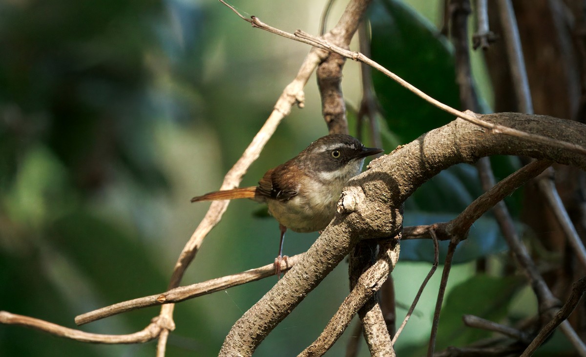 White-browed Scrubwren - ML646493249
