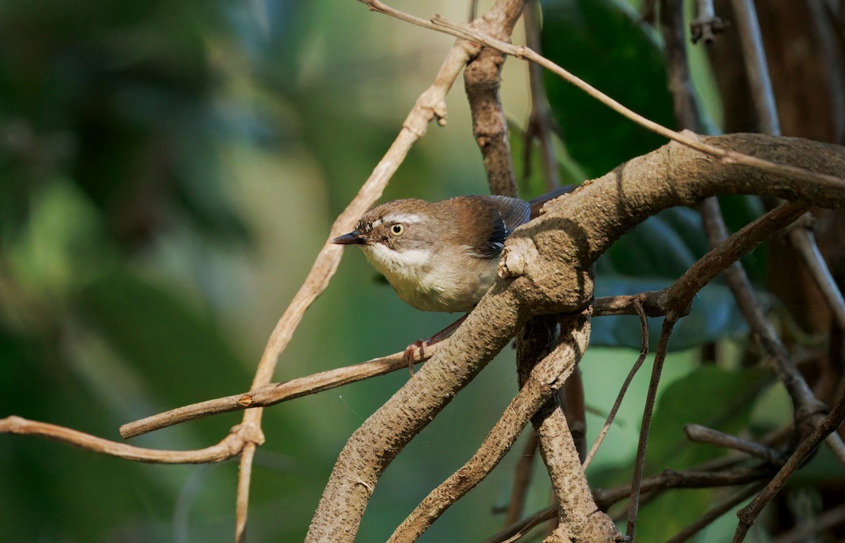White-browed Scrubwren - ML646493250