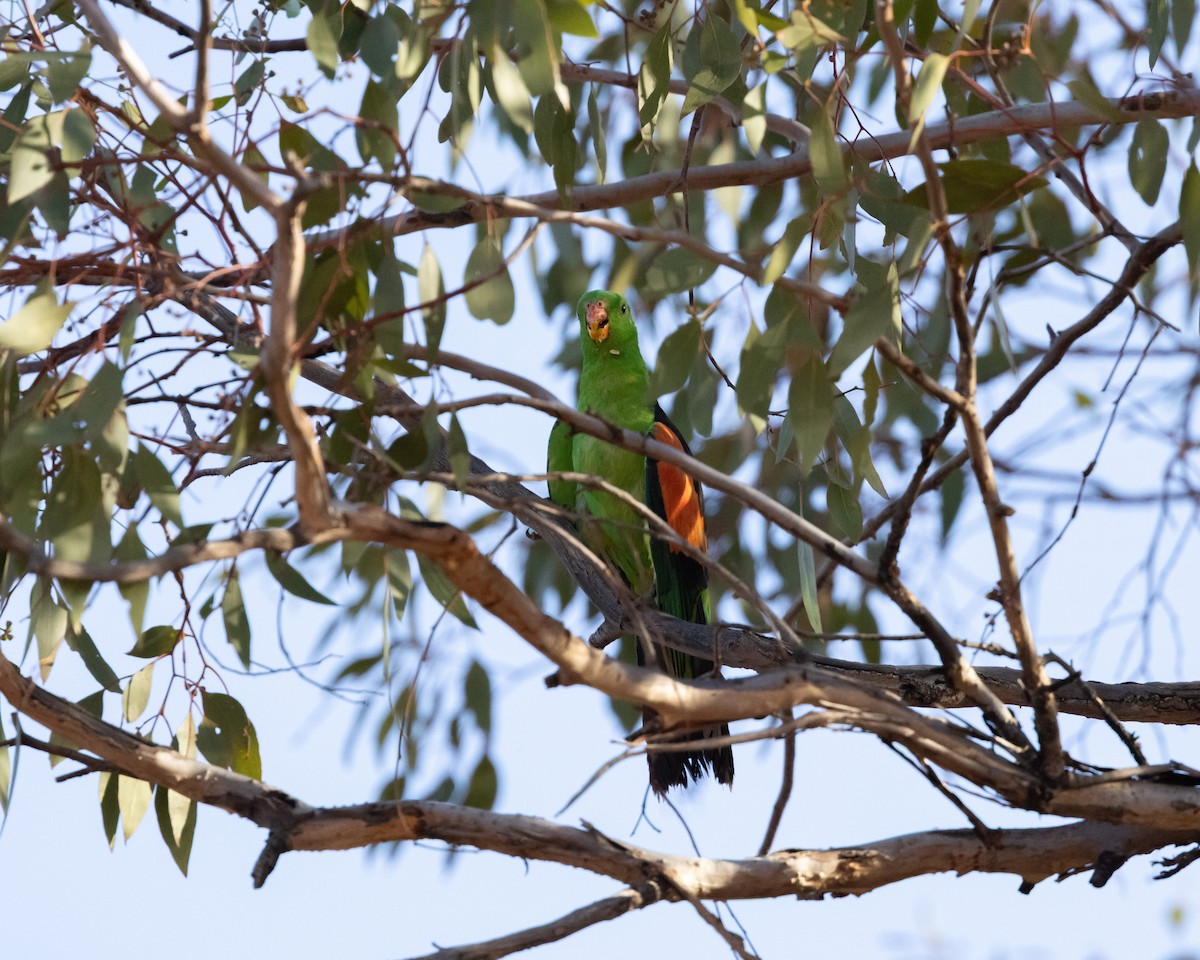 Kırmızı Kanatlı Papağan - ML646493258