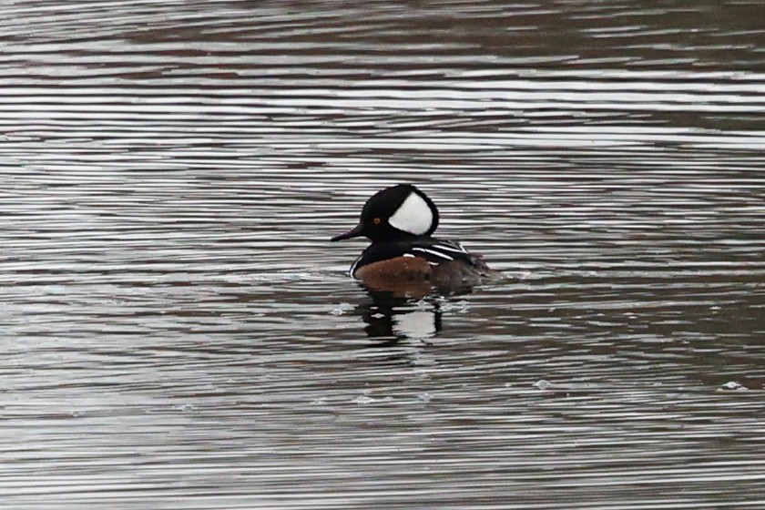 オウギアイサ - ML646493260