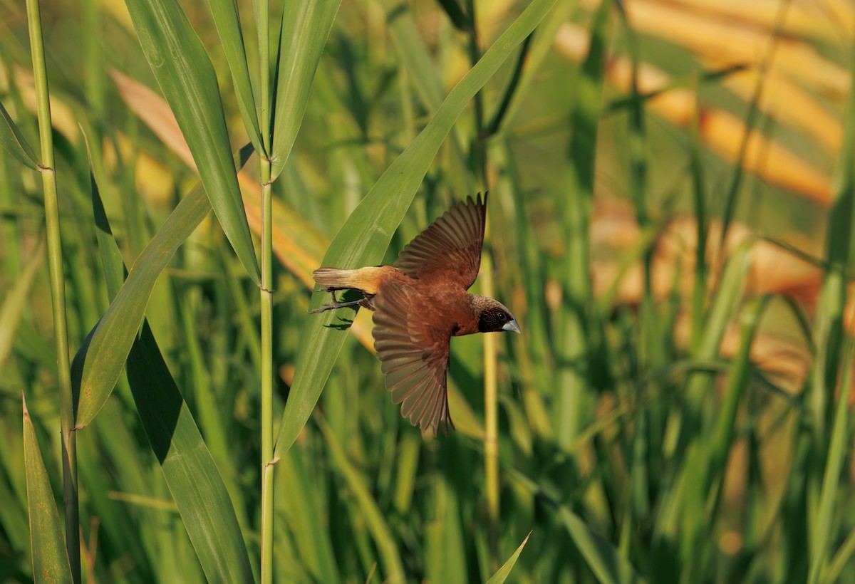 Chestnut-breasted Munia - ML646493262