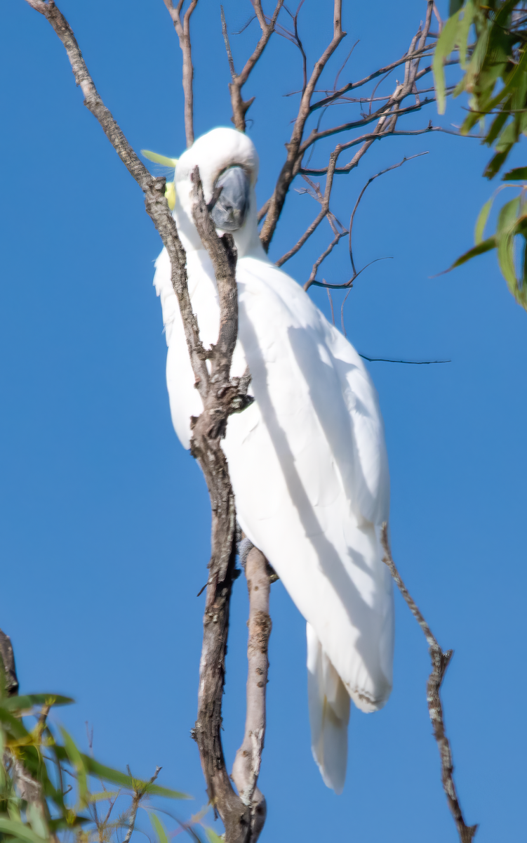 キバタン - ML646493263