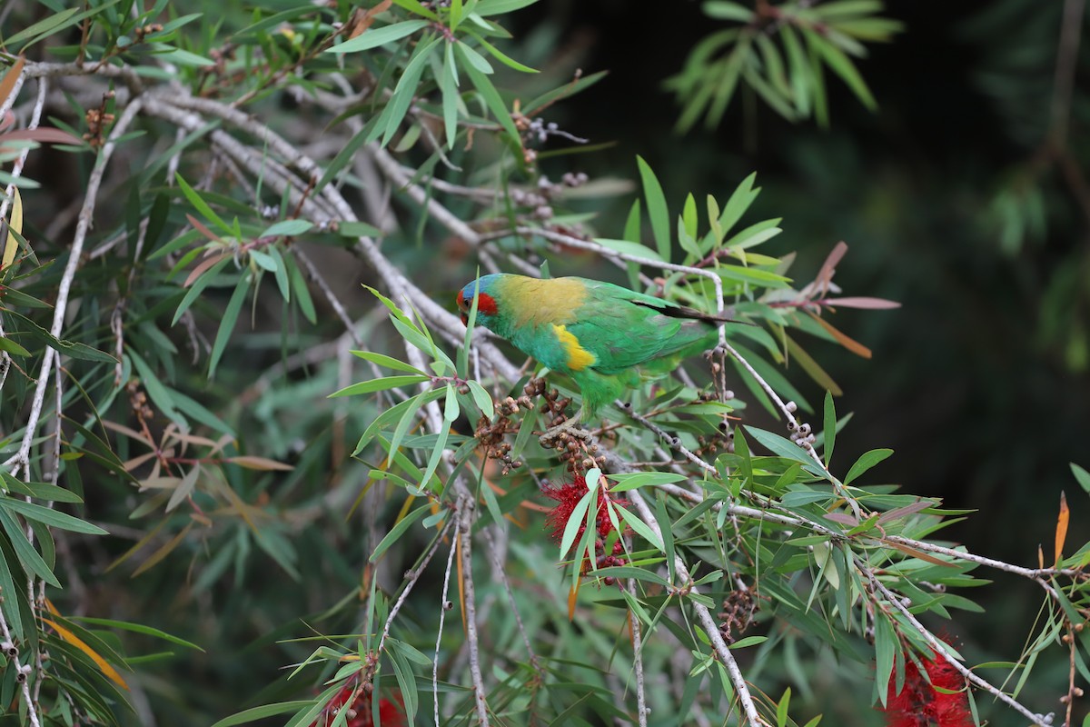 Musk Lorikeet - ML646493264