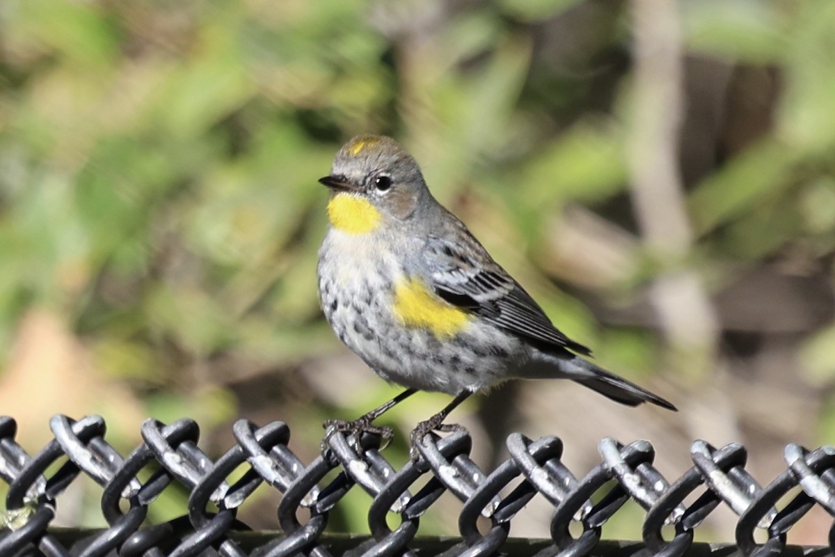 Yellow-rumped Warbler (Audubon's) - ML646493269