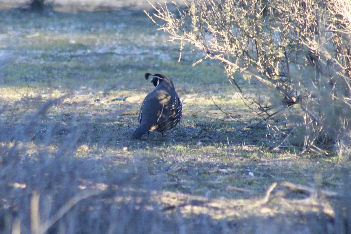 Colín de California - ML646493276