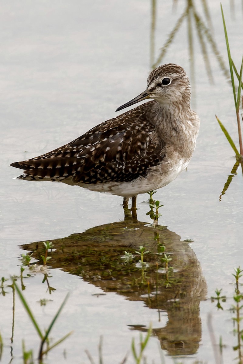 Bruchwasserläufer - ML646493285