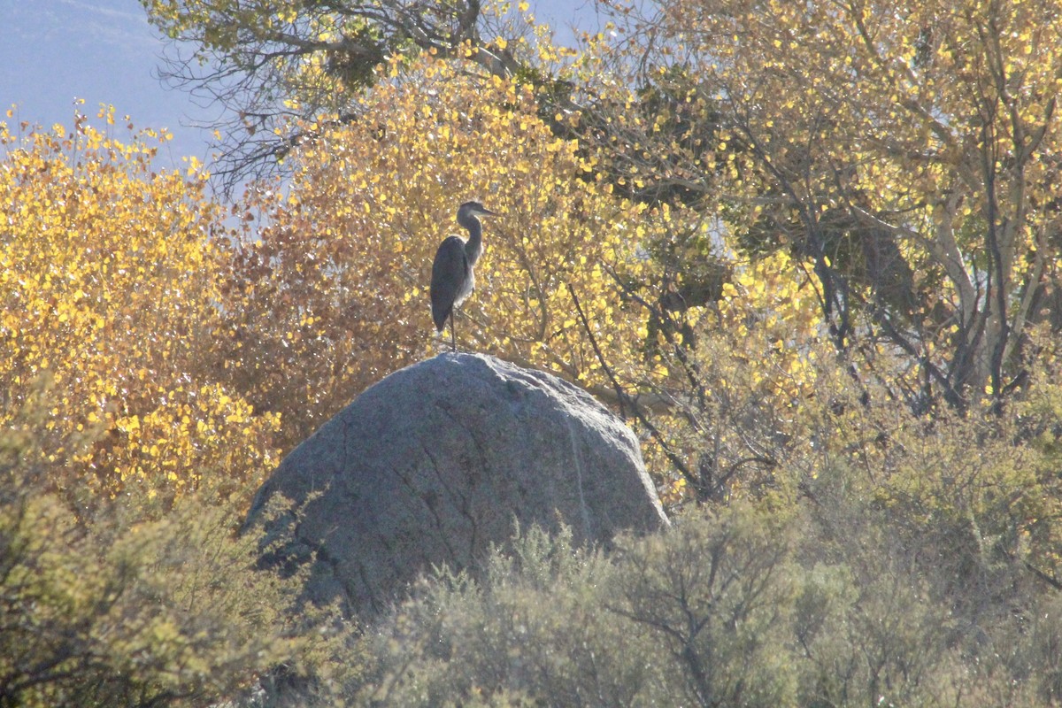 Garza Azulada - ML646493286