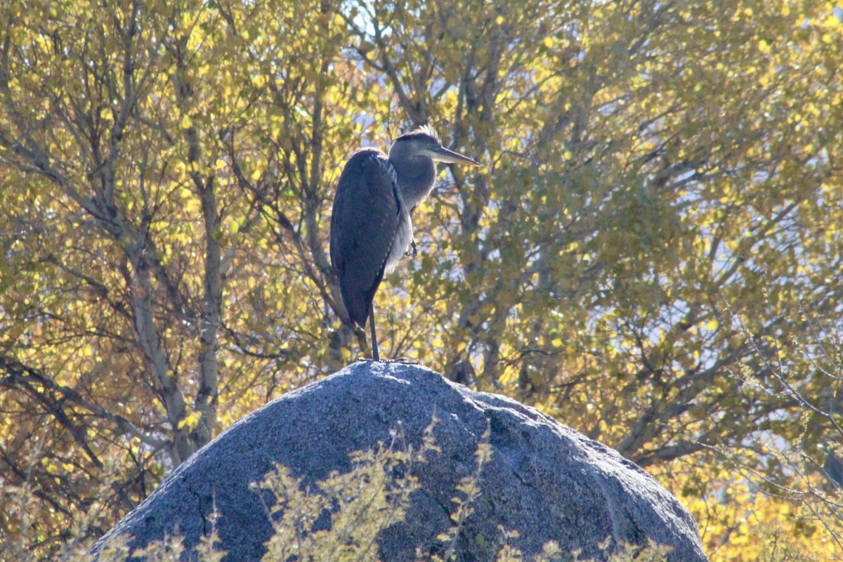 Garza Azulada - ML646493287