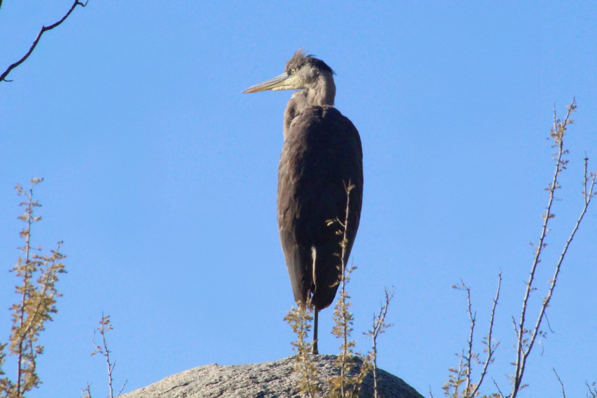 Garza Azulada - ML646493290