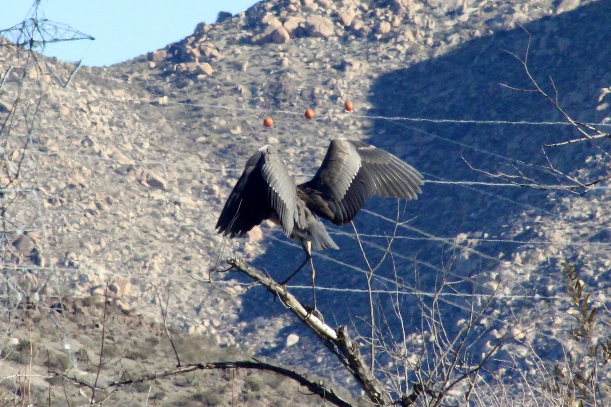 Garza Azulada - ML646493292