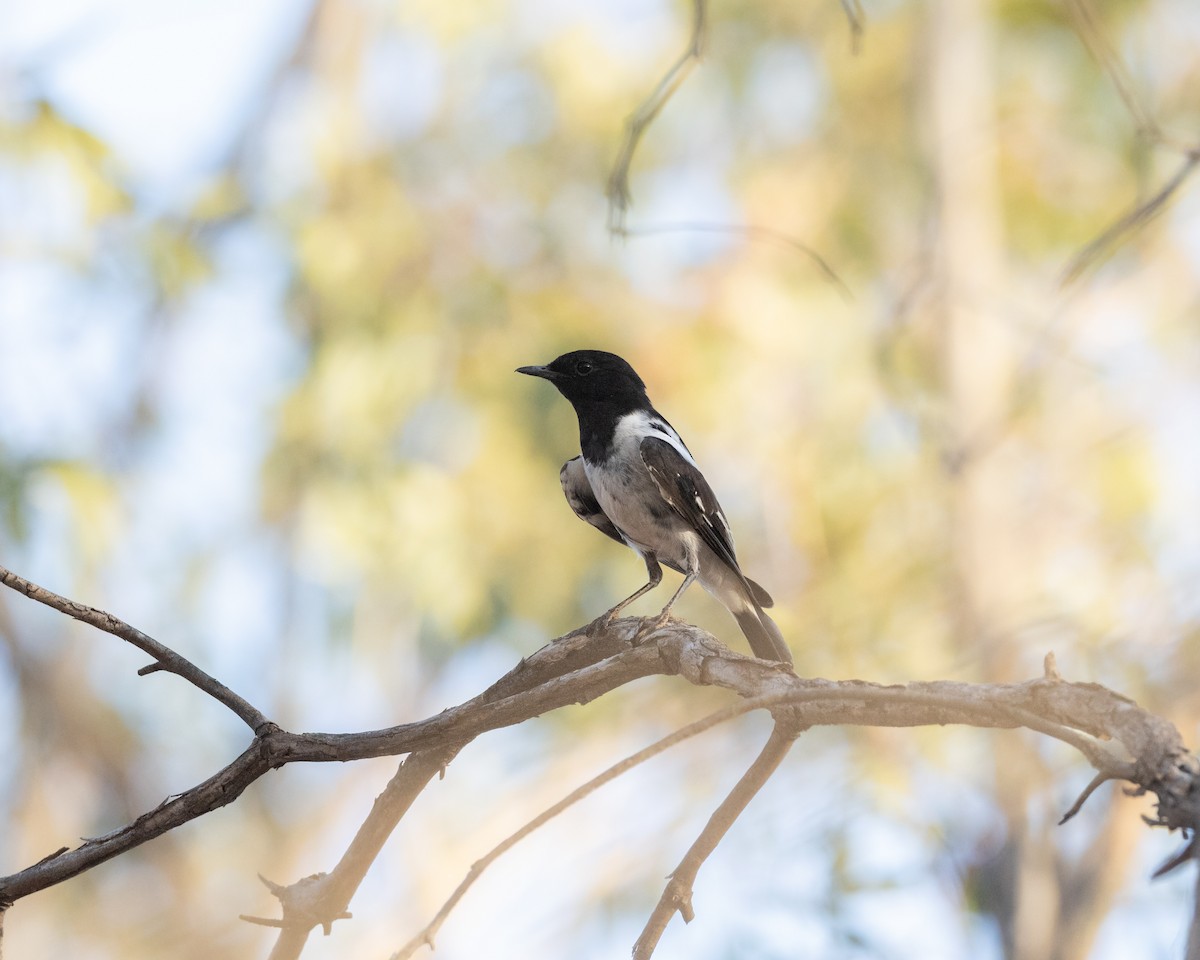 Hooded Robin - ML646493293