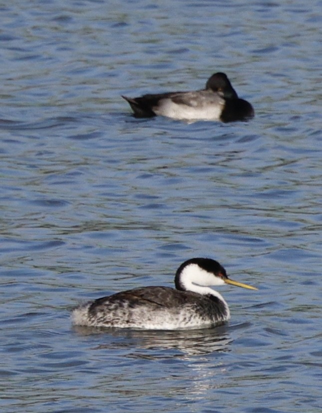 Western Grebe - ML646493294