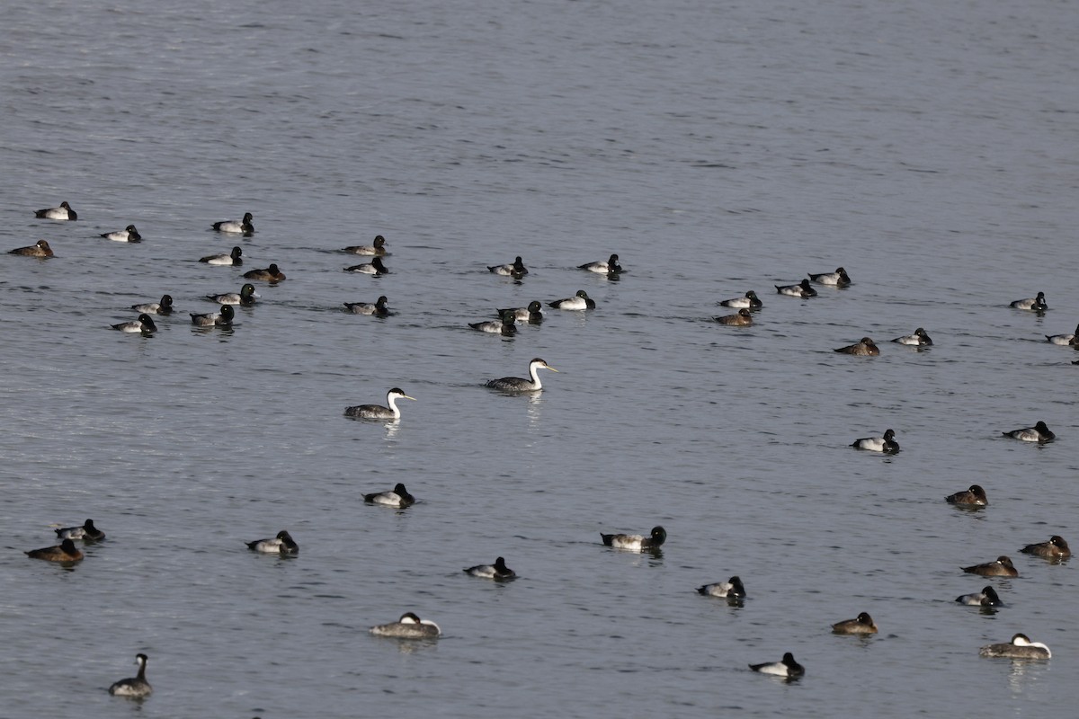 Western Grebe - ML646493295