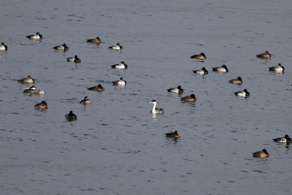 Western Grebe - ML646493296