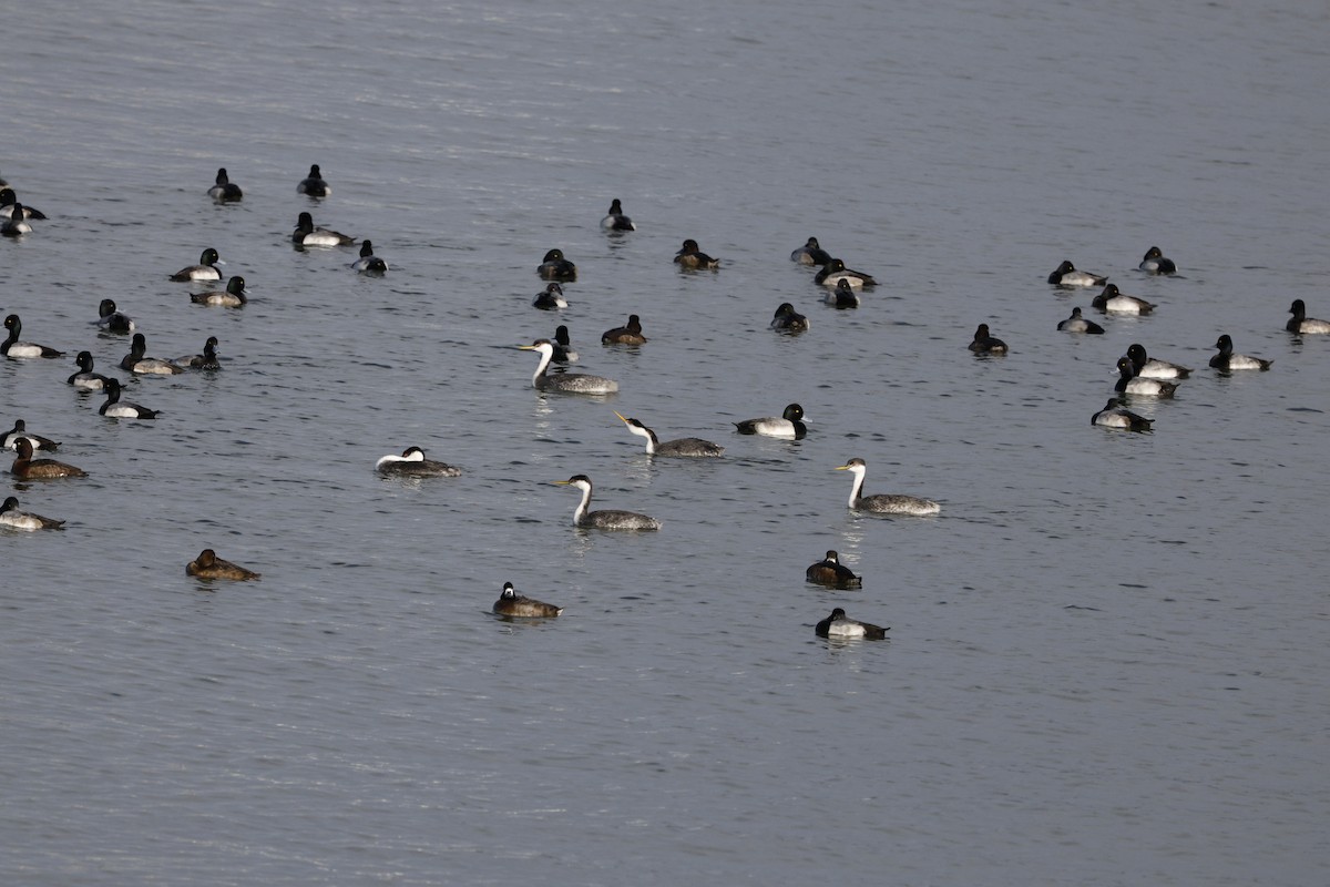 Western Grebe - ML646493297