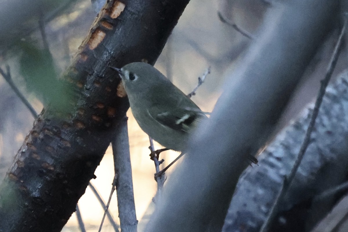 Ruby-crowned Kinglet - ML646493298