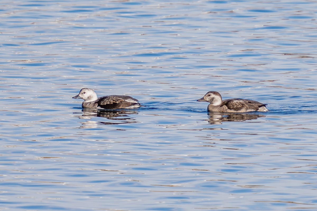 hoholka lední - ML646493299