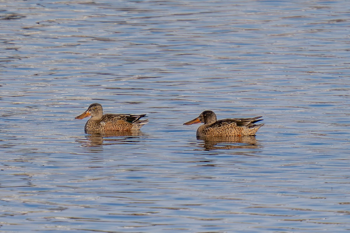 Northern Shoveler - ML646493306