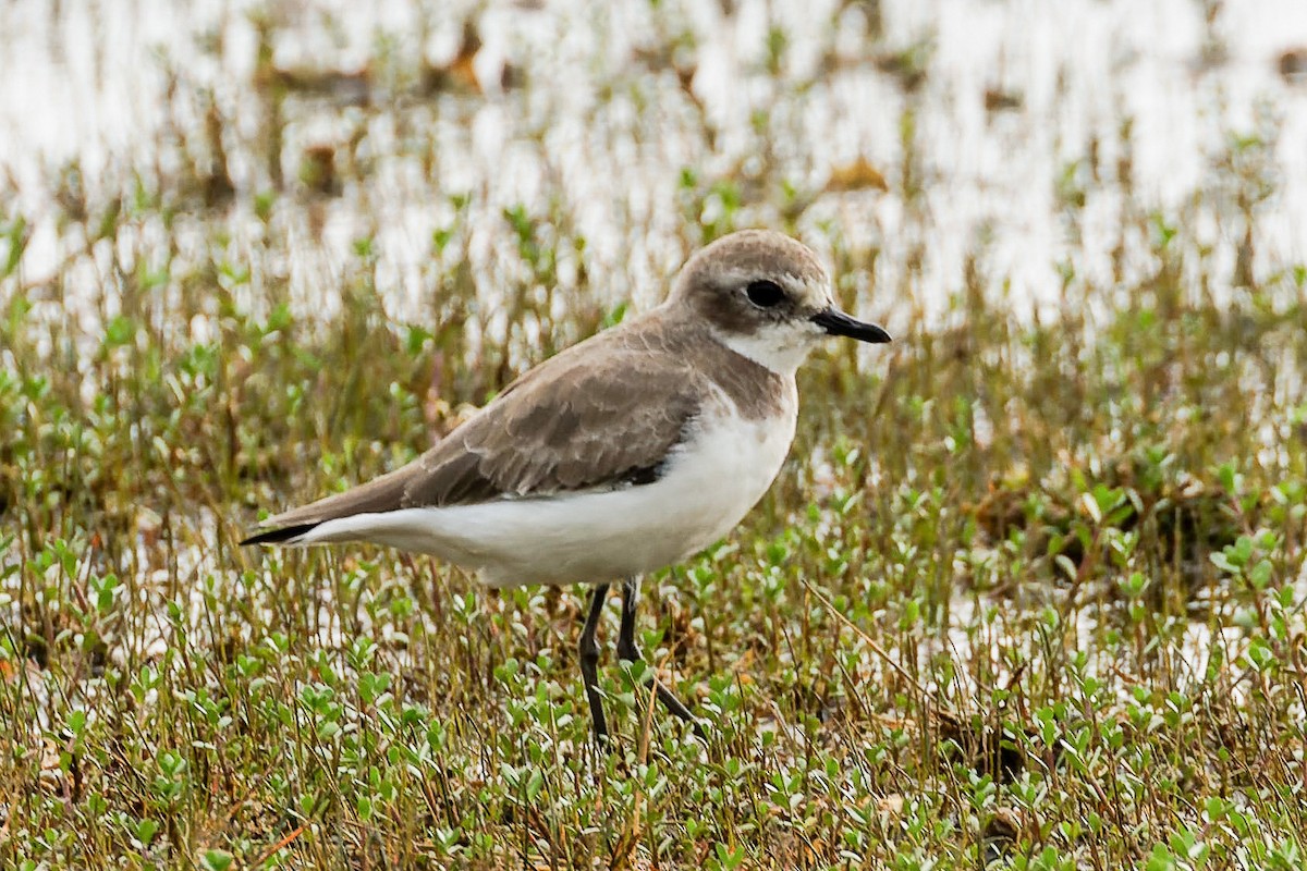 Tibet Cılıbıtı - ML646493307