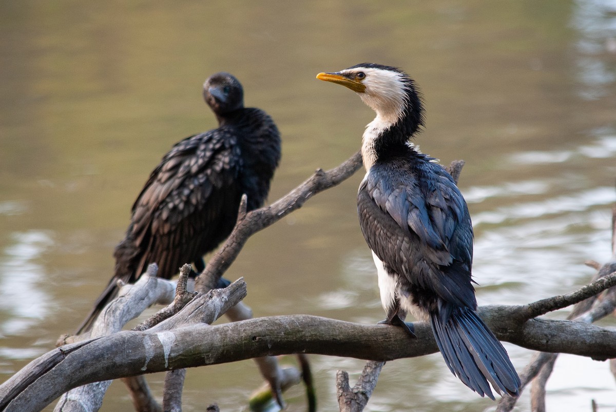 Little Pied Cormorant - ML646493311