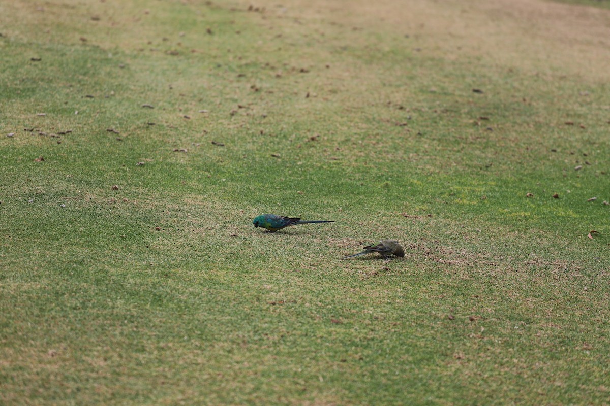 Red-rumped Parrot - ML646493312